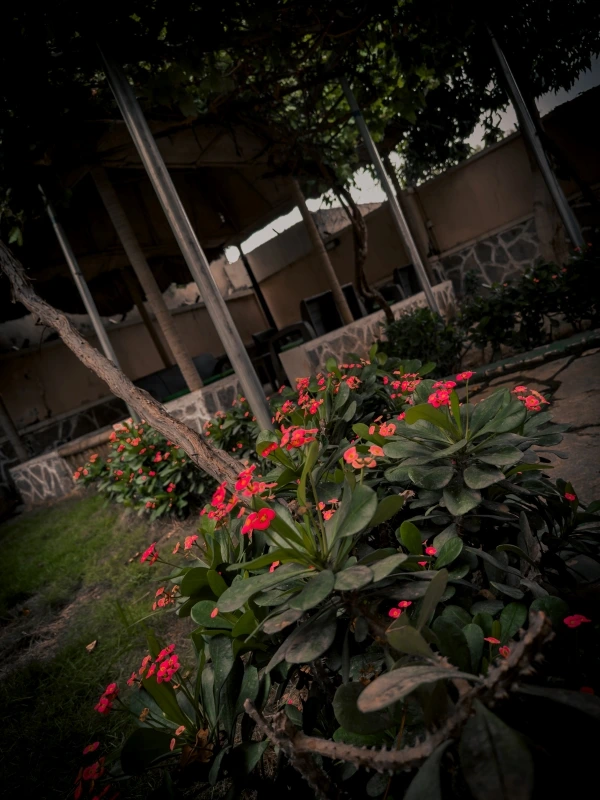 Zamin Suites garden pathway